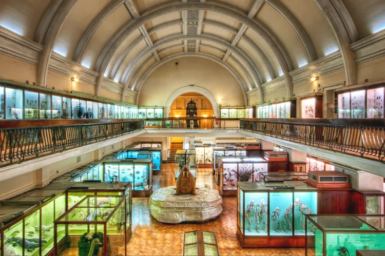 Horniman Museum & Gardens | Home To One Very Large Walrus