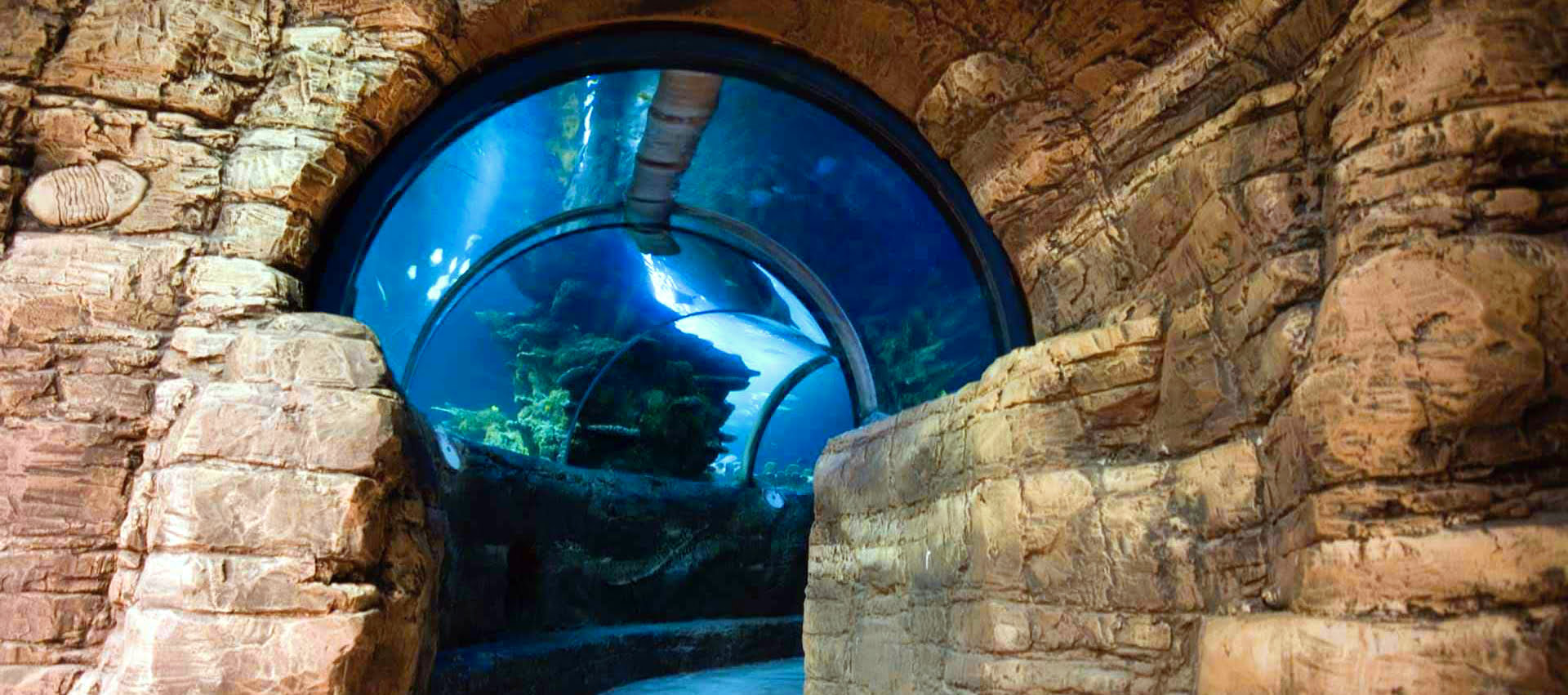 sea-life-london-aquarium-2-million-litres-of-water-and-some-fish-too